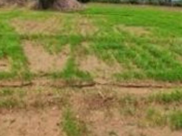 Agriculture Land for sale in Mettupalayam