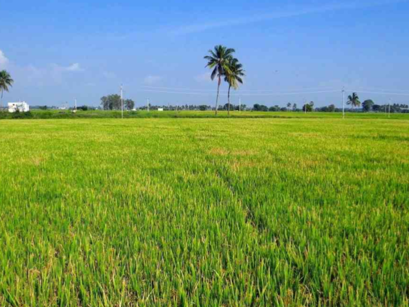 Agriculture Land For sale in Kadathur Agraharam