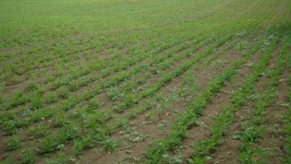 Agriculture Land For sale in Vazhapadi