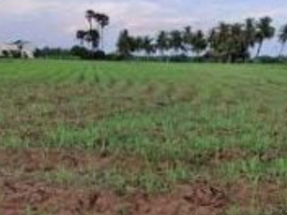 Agriculture Land For sale in Chinnakkampalayam