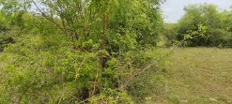 Agricultural Land for Sale in Harur