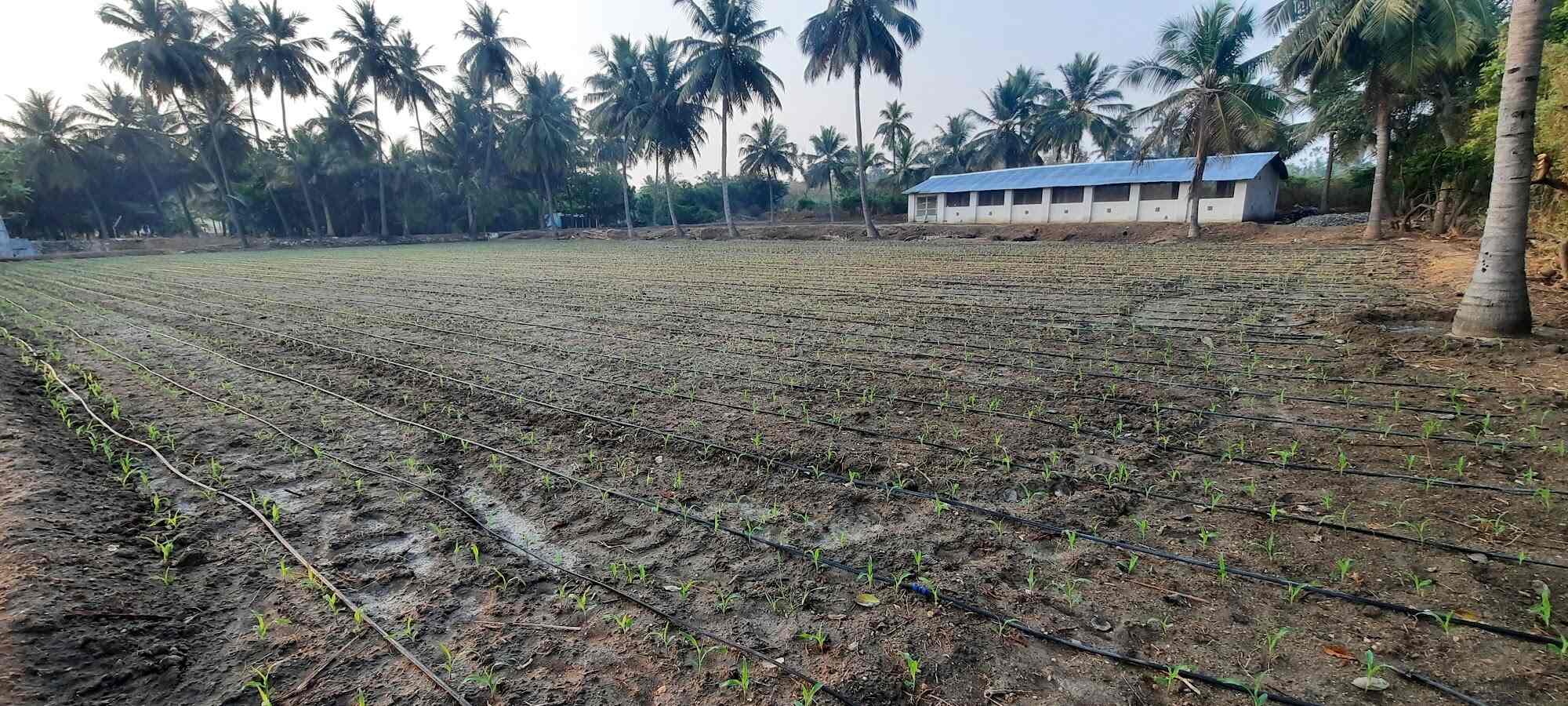 Agriculture Land For sale in Vellakoil