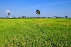 Agriculture land for sale Tottanuthu