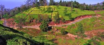 Agricultural land for sale in Gudalur