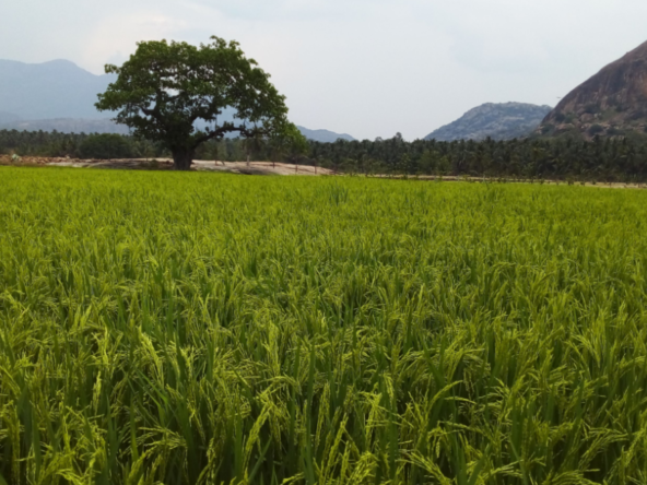 Agricultural Land for sale in Kallapuram