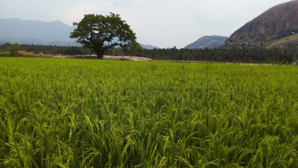 Agricultural Land for sale in Kallapuram