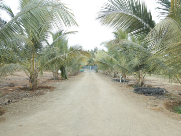 Fruit Farm Land for sale in Pethikuttai