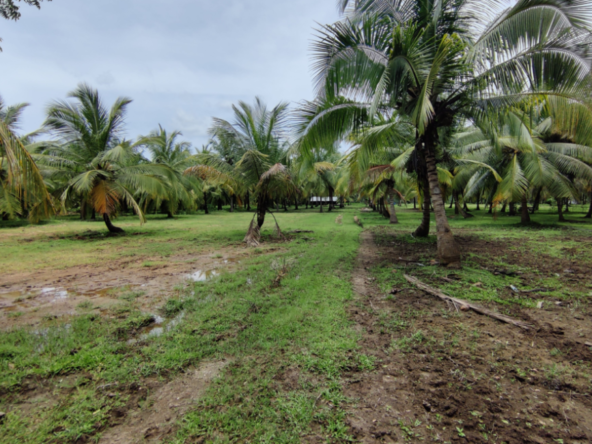 Agricultural Land for sale in Thimmanguthu