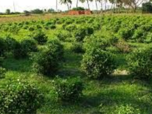 Agricultural Land for sale in Veeriyapalayam