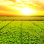 Key considerations while buying a agriculture land in tamil nadu