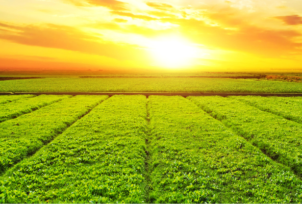 Key considerations while buying a agriculture land in tamil nadu