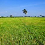 Agriculture land for sale Tottanuthu